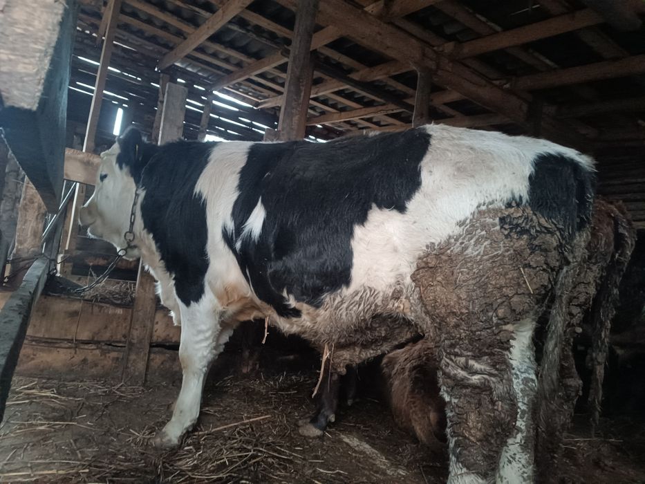 Продам Быков 4 головы