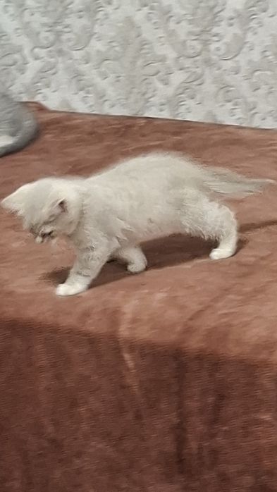 Котёнок продается