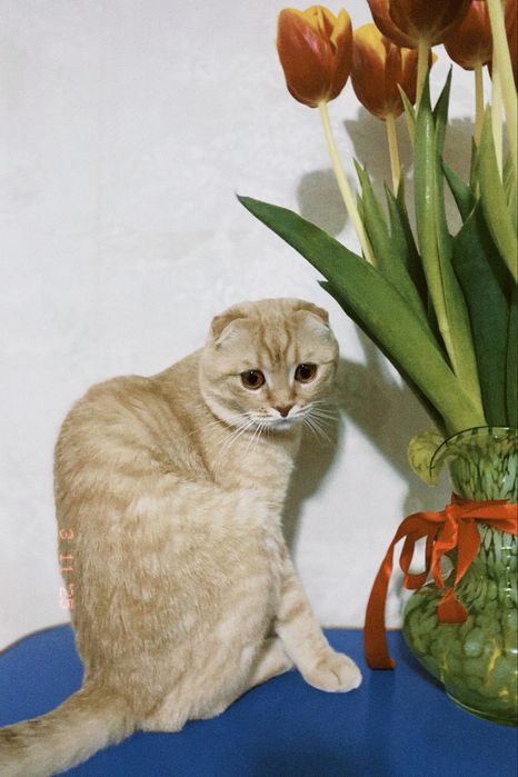 Срочно вязка кота, скоттиш фолд