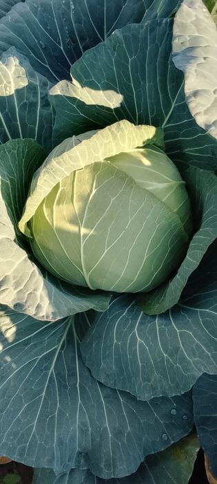 Varza de vânzare Mutima pentru murat 2-4 kg