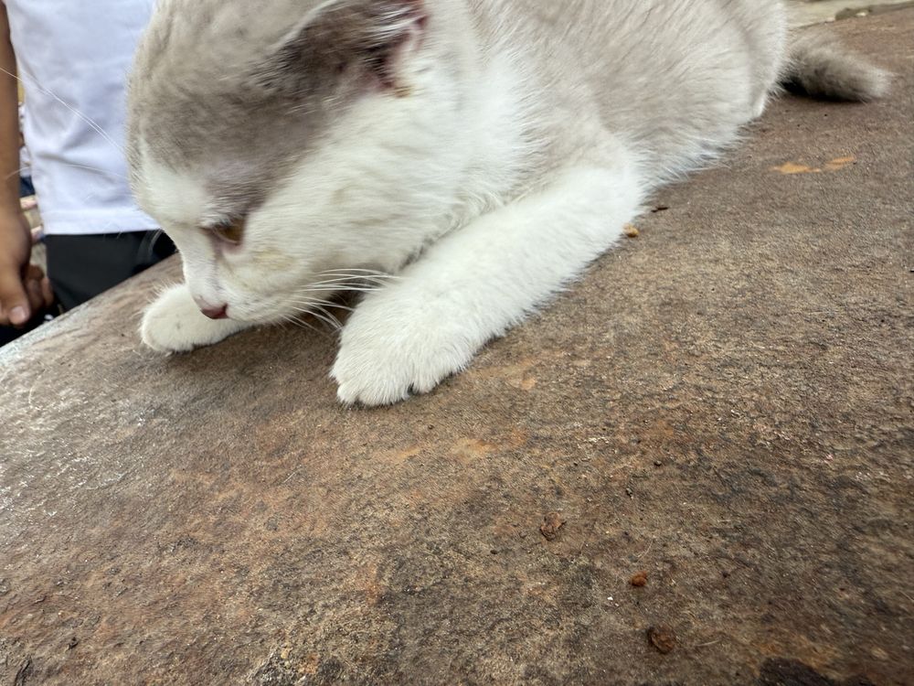 Scottish-fold кошичка