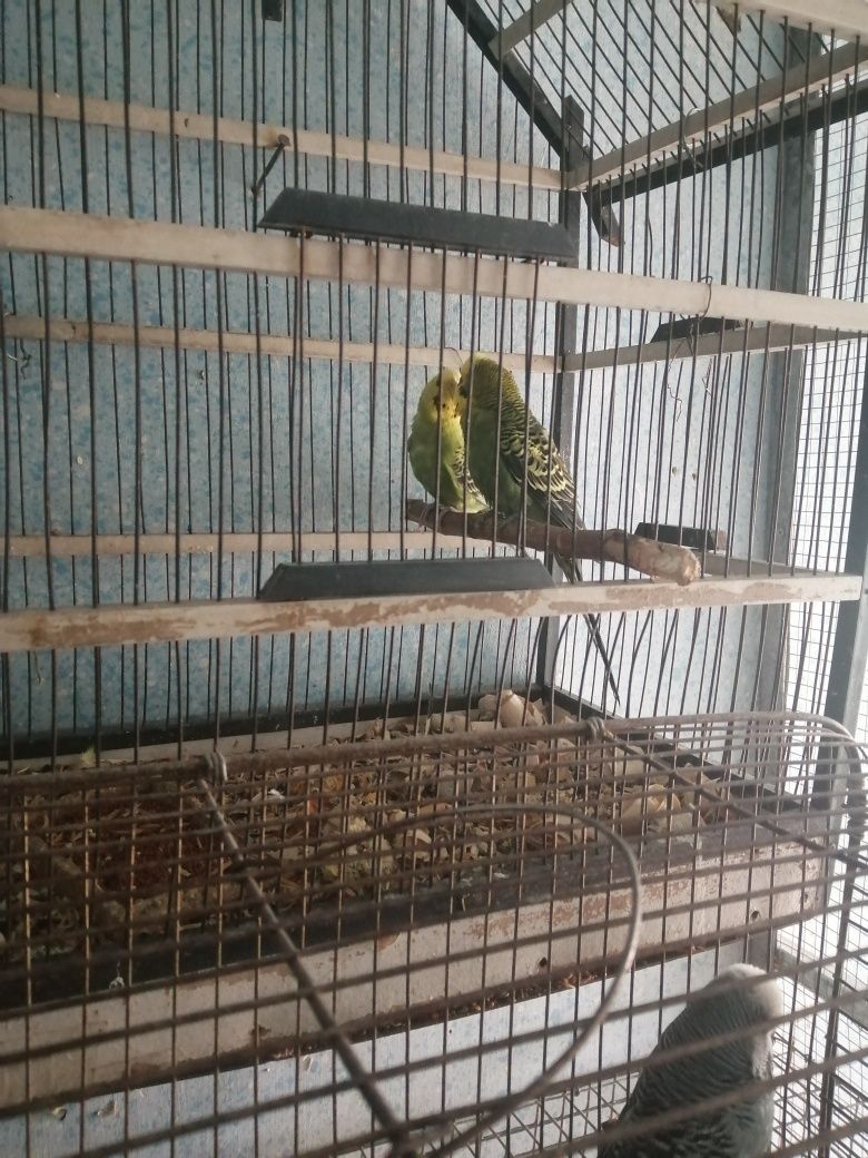 Andurkala sotiladi
