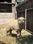 Berbecut merinos