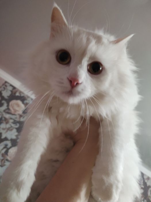 Отдам кота в заботливые руки