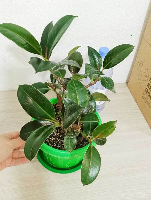 Фикус Мелани комнатные растения цветы денежное дерево