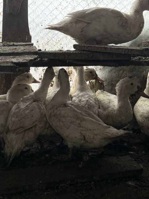 Rate de carne de vanzare