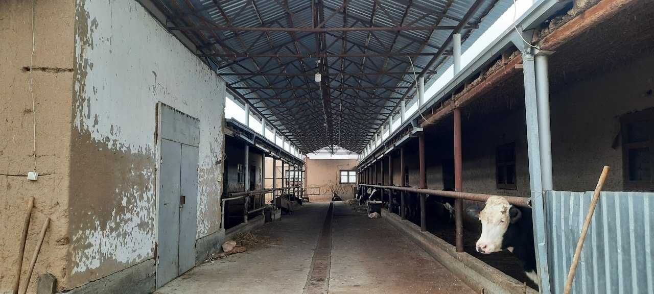 Bulung`ur tumanida ferma binosi bolib tolash sharti asosida sotilmoqda
