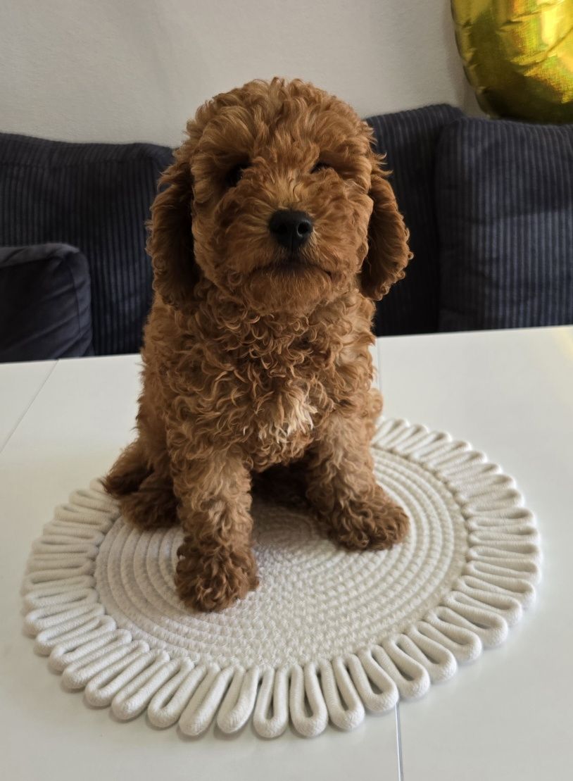 Пудел той Poodle toy с родословие мини момче