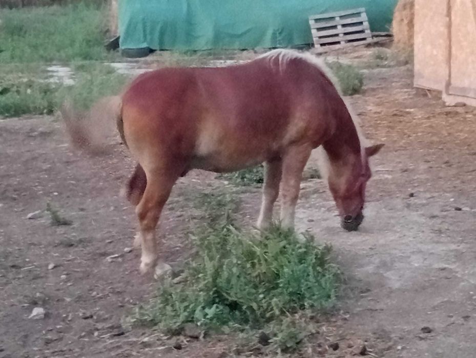 Vand ponei invatat cu copii foarte bland