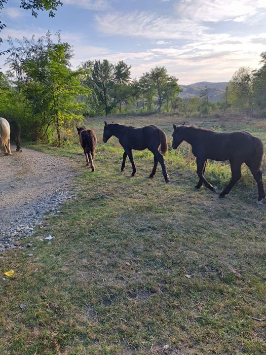 Iepe+mânji de vânzare, rasă Percheron