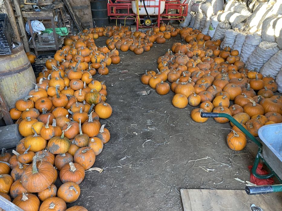 Vand dovleac de copt si de haloween cal.2 pentru animale