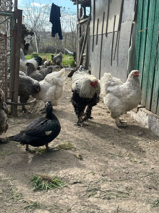 Oua incubat găini brahma