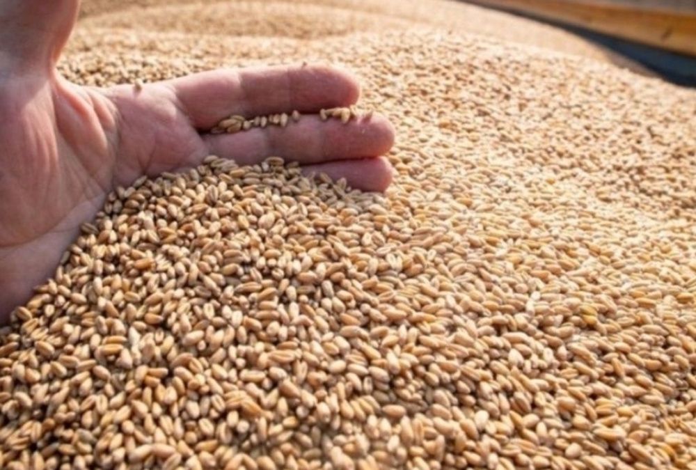Vând boabe, grâu, orz, floarea-soarelui