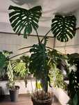 Monstera deliciosa matura