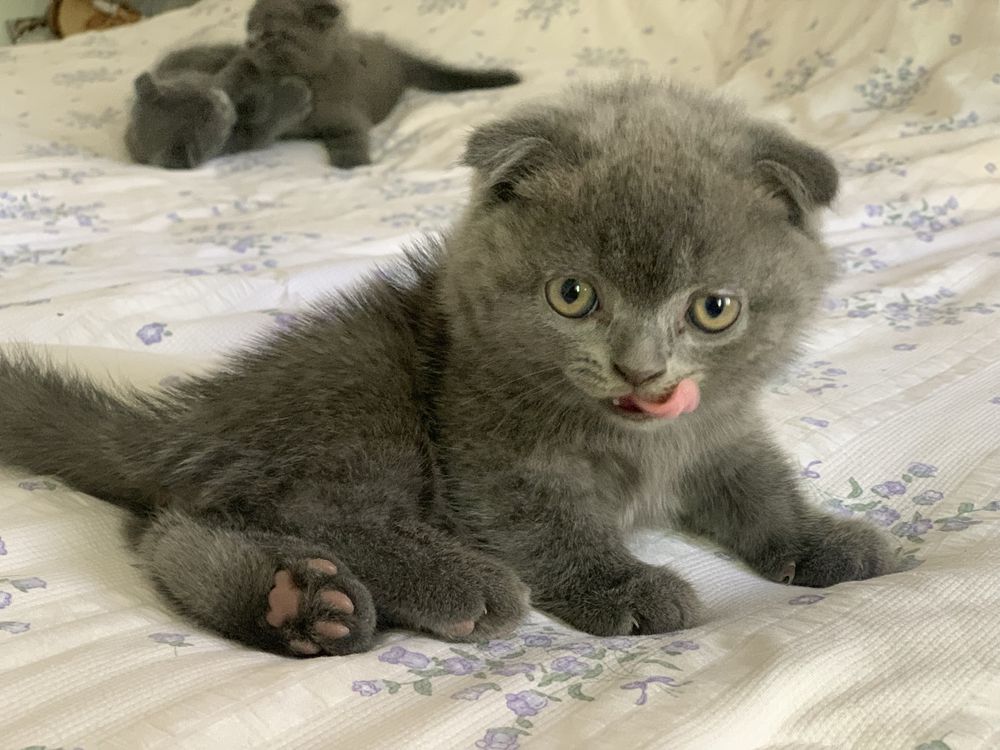 Продаются чистокровные котята Шатладская вислоушка