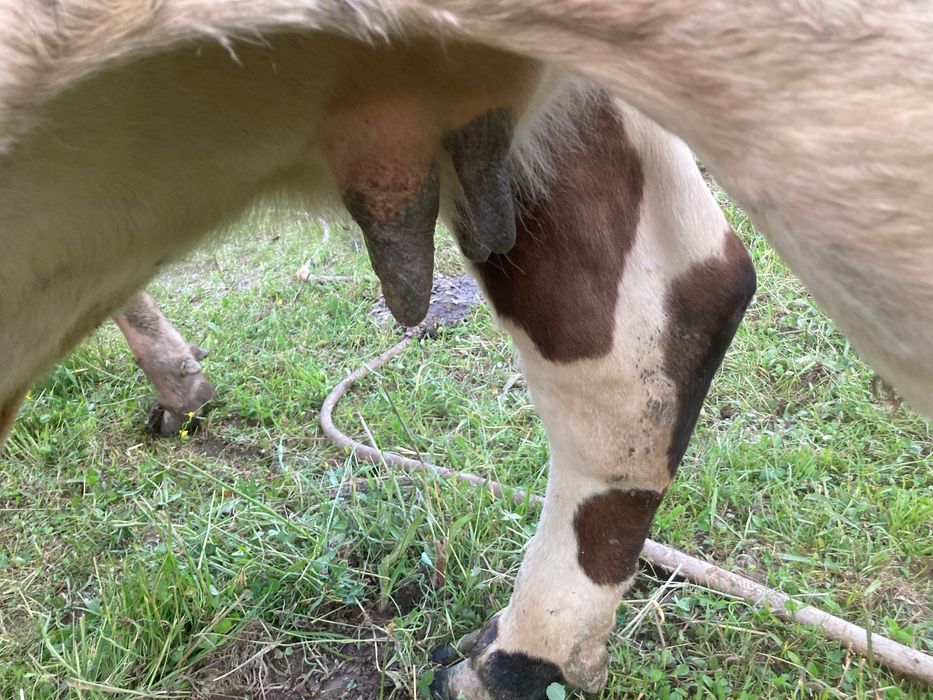 Vaca jurinca de vanzare