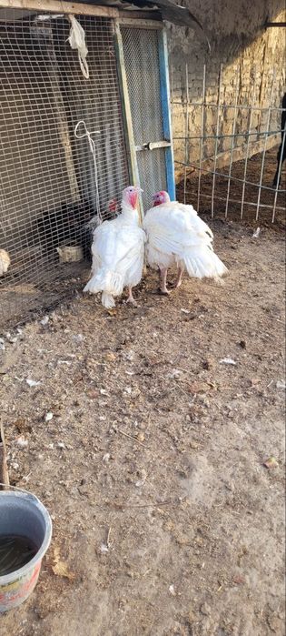 Бин 6 куркала сотилади соглом