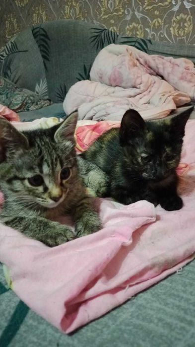 Отдам котят в добрые руки