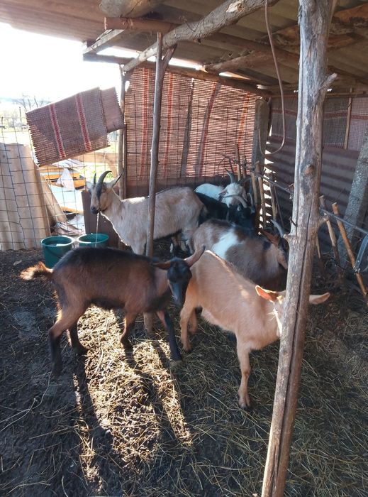 Capre/ iezi de vânzare urgent !!