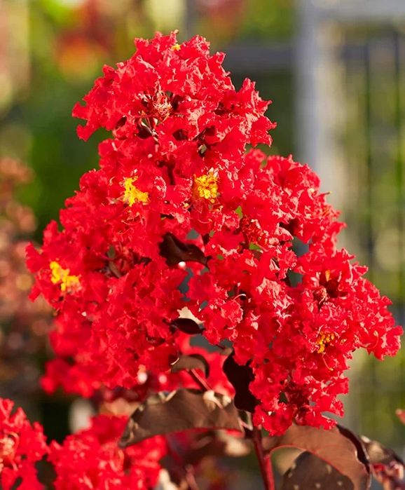 Pomi Ornamentali (Liliac Indian Rosu)