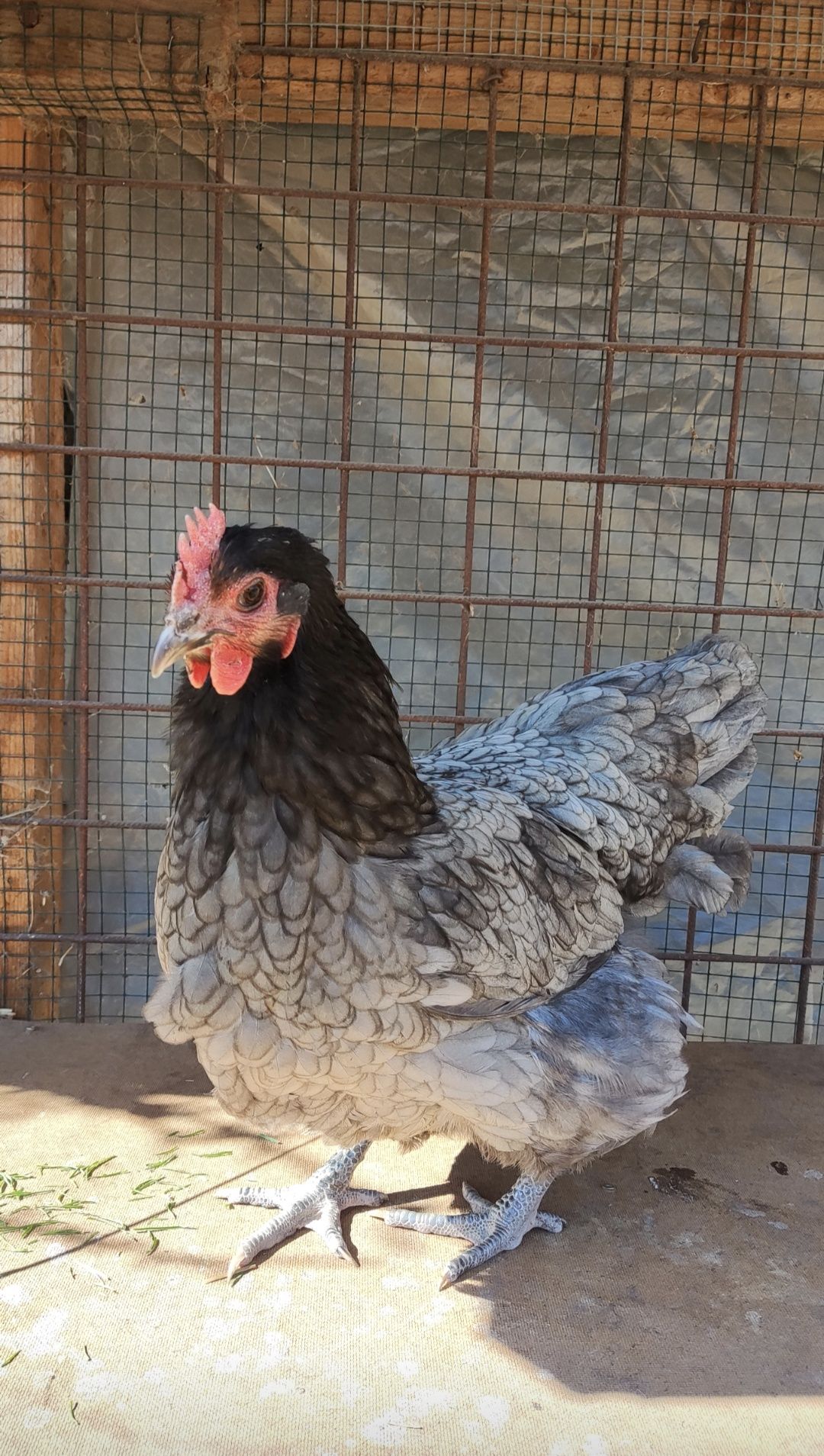 Oua incubat australorp