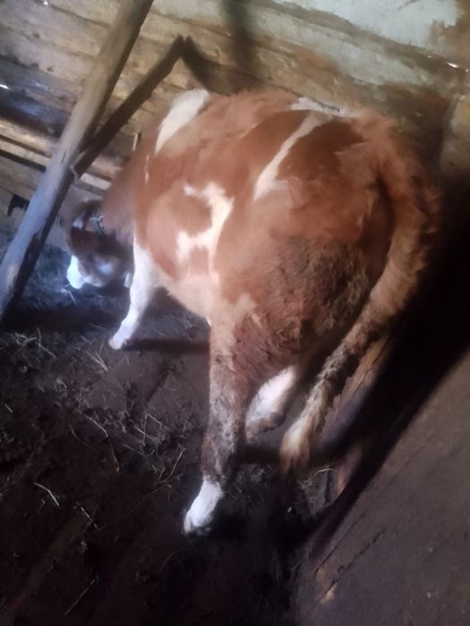 Vand junica blatata românească