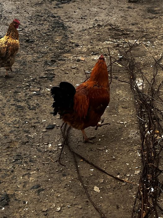 Әтеш сатылады 6мын тг