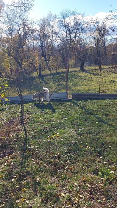 Husky pentru adopție mascul și femelă