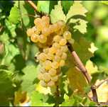Struguri pentru vin si must proaspat