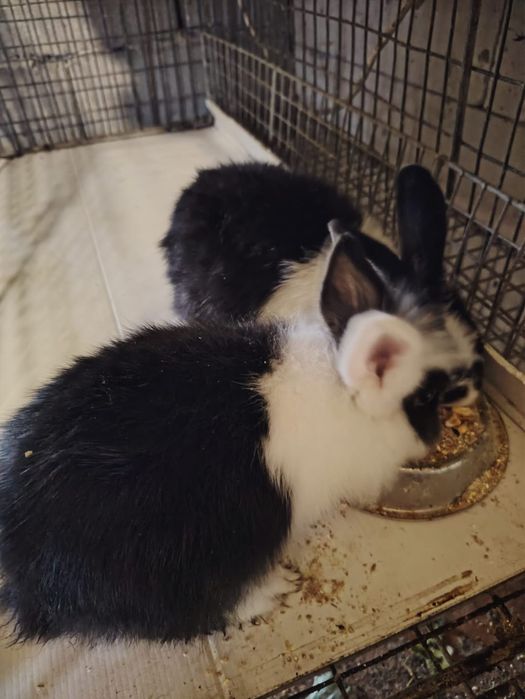 Vand Iepuri cap de leu