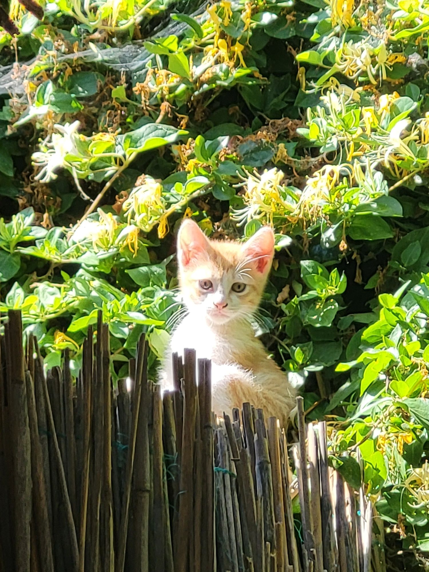 Adopție pisoi 3 luni