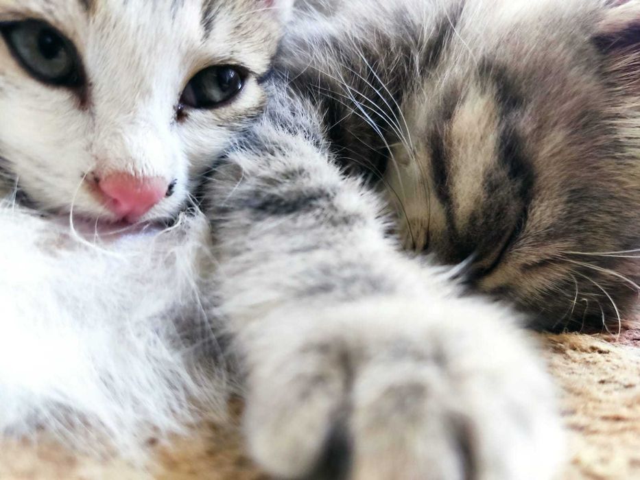 Подарю 2 милых котят