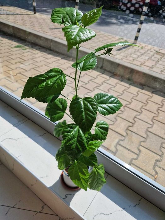 Китайска роза - червени цветове - 55см