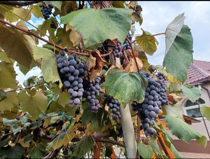 Vand struguri pentru vin