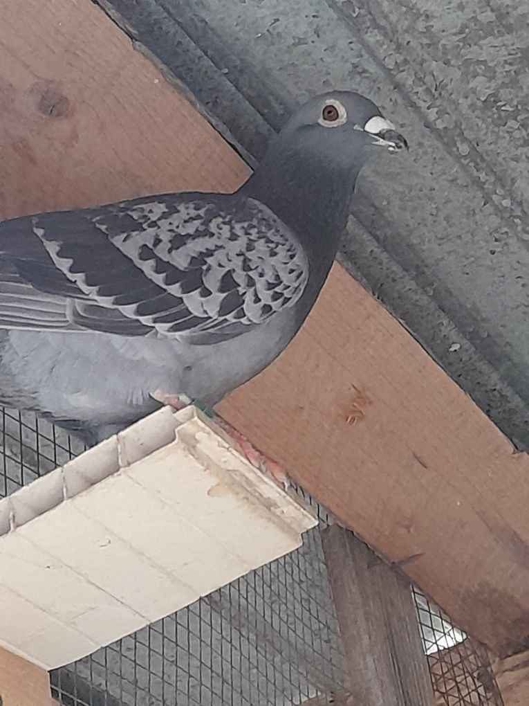Vînd sau schimb cu iepuri
