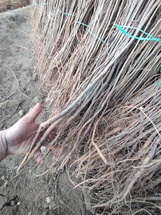 Puieți salcâm pentru ampadurire  frasin paltin mesteacăn fag carpen