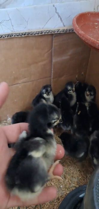 Qora shaxzoda joʻjalari sotiladi. Manzil Toshkentda