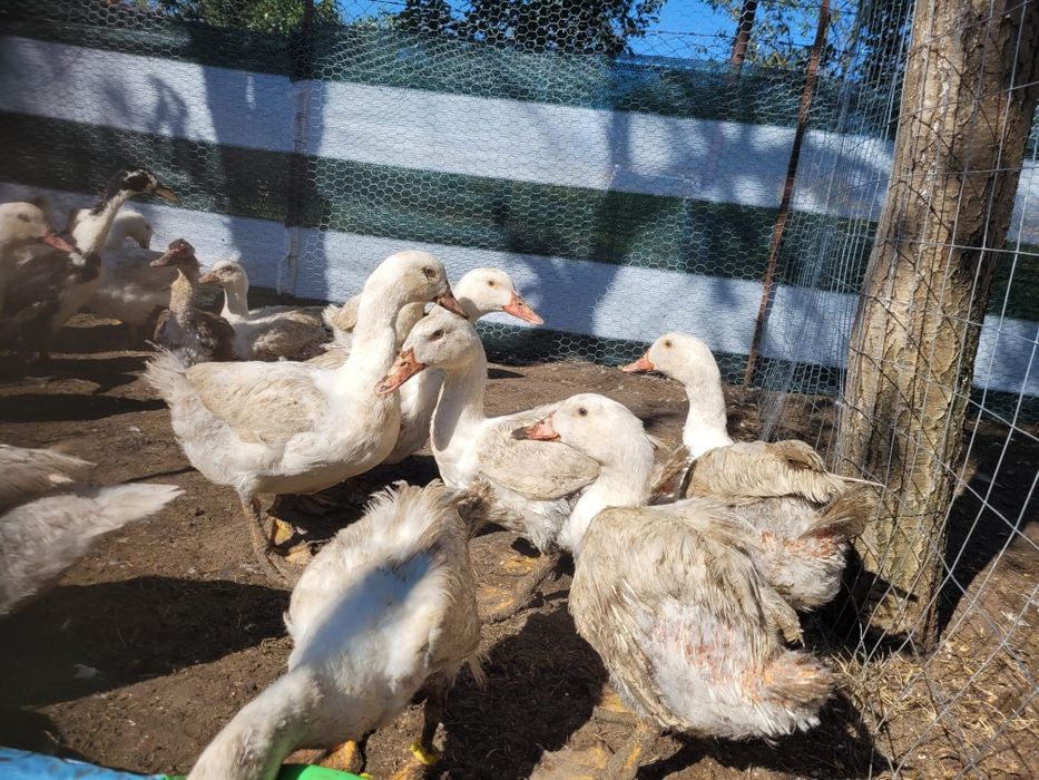 Vând rate mulard sacrificate