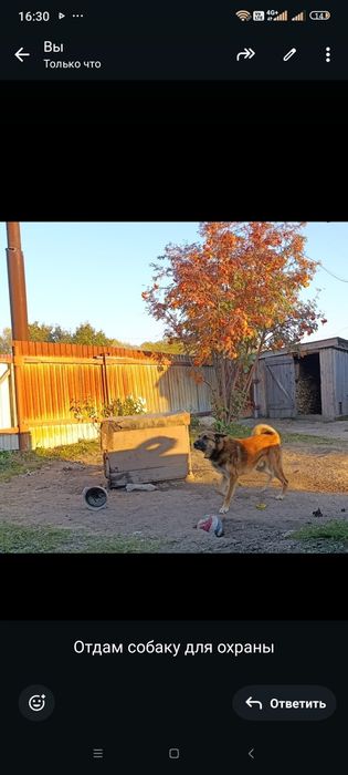 Срочно отдам собаку