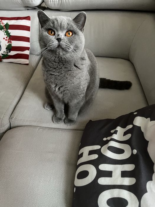 Pisica British Shorthair Blue adulta