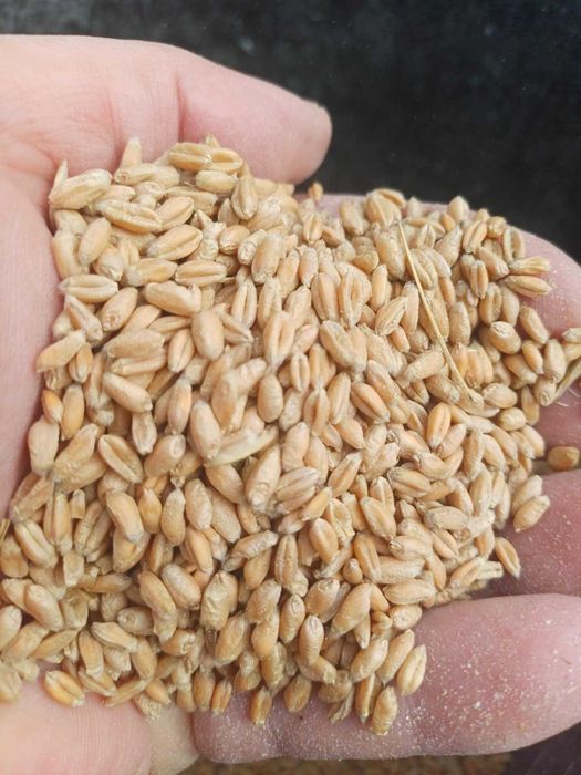 Vand porumb boabe si grau din 2025