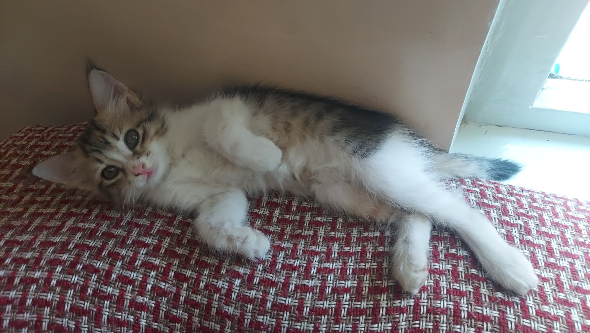 Отдам котят заботливым людям