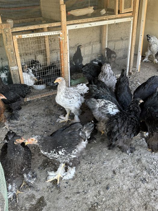 Жужала сотилади.