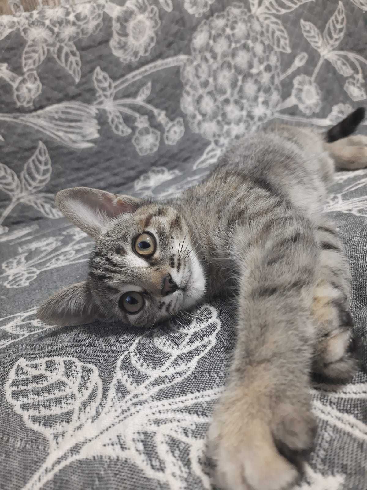 Кошечка срочно ищет дом
