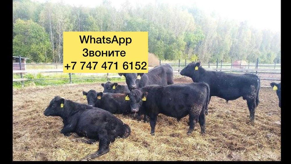 Телята бычки на продажу породисние шждр