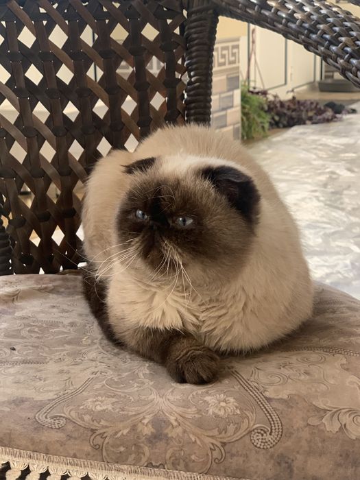 Екзот мушуги | кошка екзот