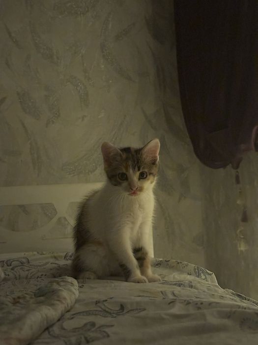 Отдам котенка в добрые руки