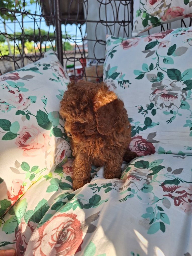 Той Пудел / Poodle Toy