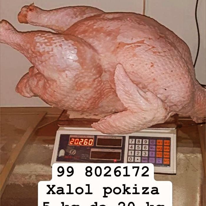 Kurka halol soyilgan 7 kg 8 kg gacha