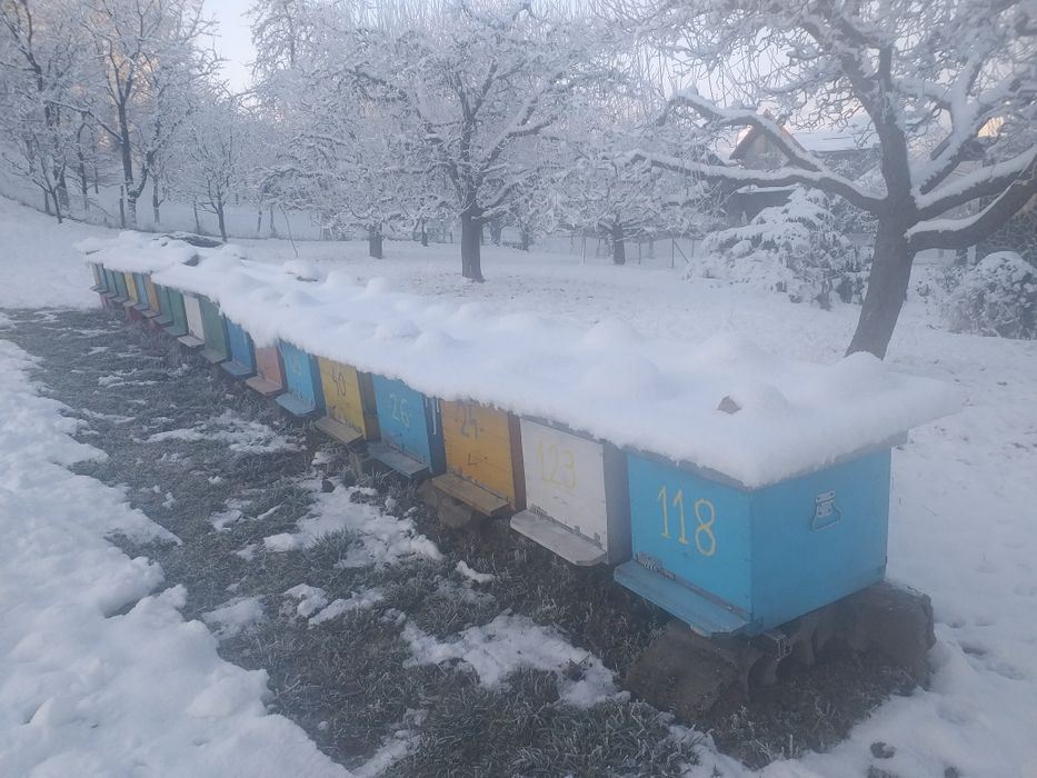 roi de albine 2-6 rame